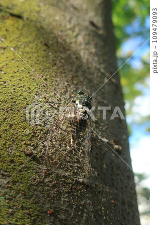 しっかりと木につかまるミンミンゼミの成虫（日本 神奈川県横浜市） 109479093
