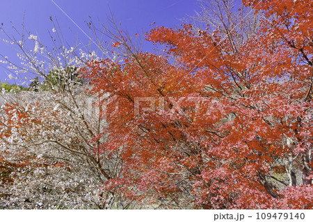 紅葉と桜 109479140
