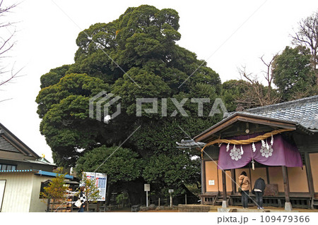 九重神社の社殿と御神木【埼玉県川口市】 109479366
