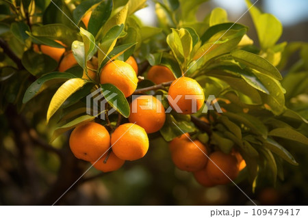 Kumquat growing on a tree 109479417