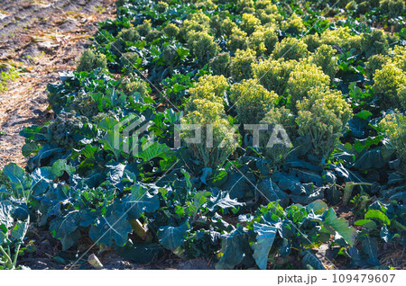 塔が立ったブロッコリー 109479607