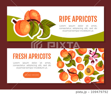 Juicy Apricot Fruit Banner Design with Ripe Garden Crop Vector Template Juicy Apricot Fruit Banner Design with Ripe Garden Crop Vector Template 109479792