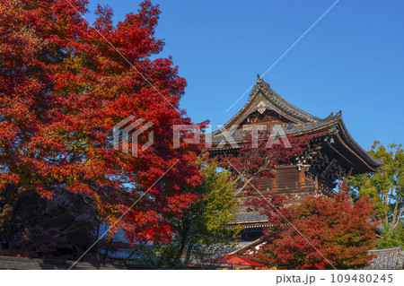 秋の京都　清凉寺（嵯峨釈迦堂）　紅葉と仁王門 109480245