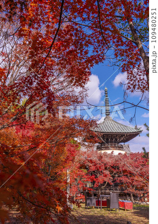 秋の京都 清凉寺(嵯峨釈迦堂) 紅葉と多宝塔 秋の京都 清凉寺(嵯峨釈迦堂) 紅葉と多宝塔 109480251