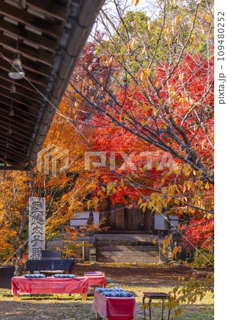 秋の京都　清凉寺（嵯峨釈迦堂）　紅葉と聖徳太子殿 109480252