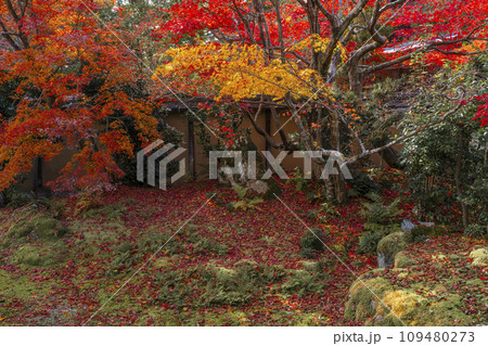 秋の京都　清凉寺（嵯峨釈迦堂）　方丈前　紅葉の庭園 109480273