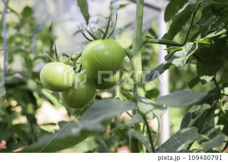 Display of local produce at outdoor farmers market 109480791