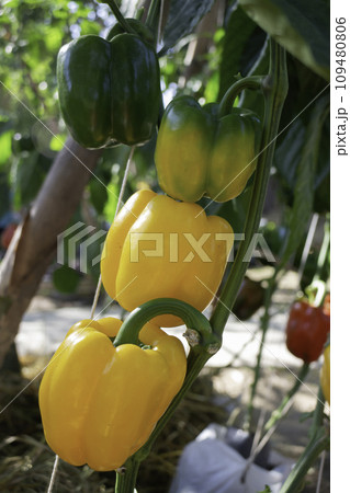 Display of local produce at outdoor farmers market 109480806