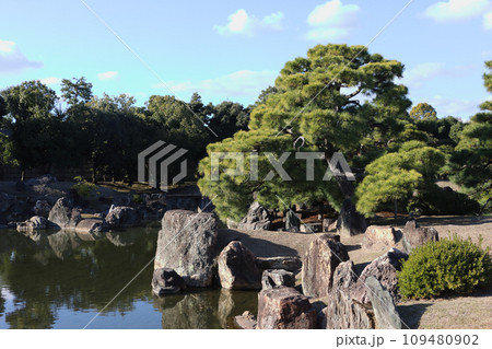 二条城の庭園　松の木がある風景 109480902