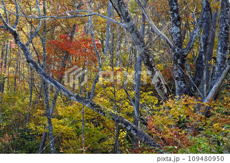 中津川市加子母高時山の紅葉 109480950