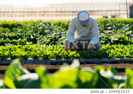 畑の野菜をチェックする農家の男性 畑の野菜をチェックする農家の男性 109481035