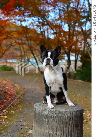 毛呂山町総合公園の紅葉の下に座って可愛く見つめるボストンテリアのマイティ君♡ 毛呂山町総合公園の紅葉の下に座って可愛く見つめるボストンテリアのマイティ君♡ 109481045