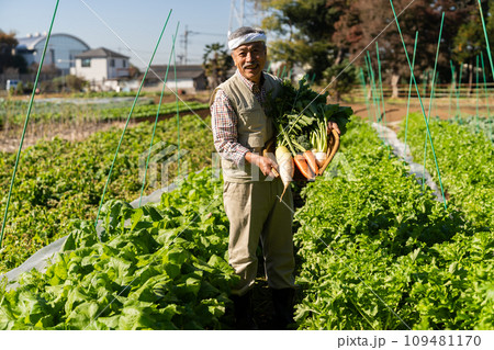 畑で野菜を育てる農家の男性 畑で野菜を育てる農家の男性 109481170
