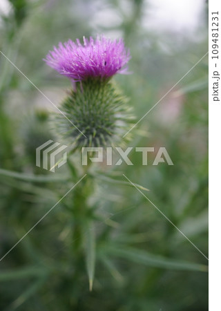 一輪のアザミの花 一輪のアザミの花 109481231