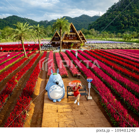 Flower garden, Hokkaido park in Khao Yai, Thailand 109481240