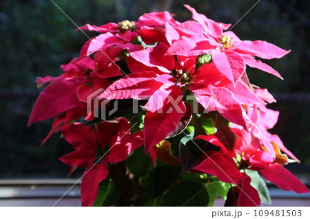 窓辺に置かれたピンク色のポインセチア 109481503
