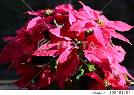 窓辺に置かれたピンク色のポインセチア 窓辺に置かれたピンク色のポインセチア 109481504