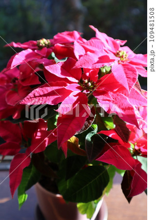窓辺に置かれたピンク色ポインセチア 窓辺に置かれたピンク色ポインセチア 109481508