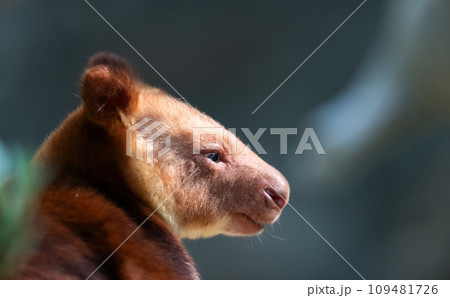 赤い毛色のカンガルー 109481726