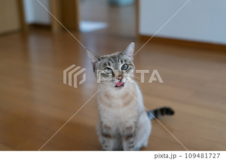 舌を出す猫 シャムトラ猫 舌を出す猫 シャムトラ猫 109481727