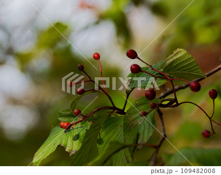バラ科アズキナシの赤い果実 バラ科アズキナシの赤い果実 109482008
