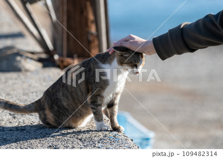猫の頭を撫でる人 猫の頭を撫でる人 109482314