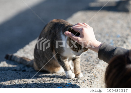 猫の頭を撫でる人 109482317