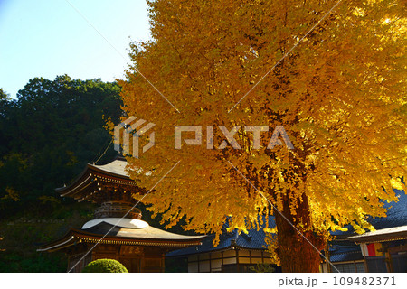 多宝塔と銀杏 109482371