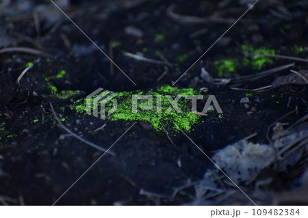 ヒカリゴケ 109482384