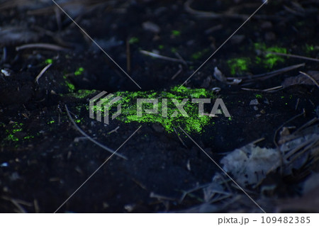 ヒカリゴケ 109482385