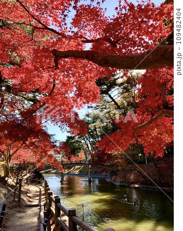 紅葉〈東公園(ひょうたん池)/愛知県岡崎市〉 紅葉〈東公園(ひょうたん池)/愛知県岡崎市〉 109482404