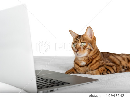A domestic cat looks at a laptop screen on a transparent background. A domestic cat looks at a laptop screen on a transparent background. 109482424