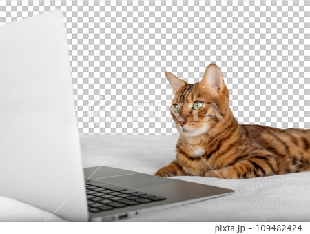 A domestic cat looks at a laptop screen on a transparent background. A domestic cat looks at a laptop screen on a transparent background. 109482424