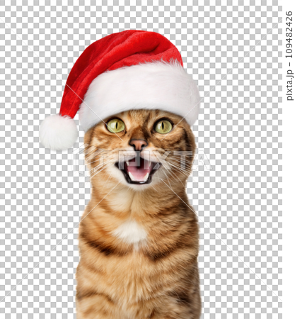 A joyful cat in a Santa hat smiles. 109482426