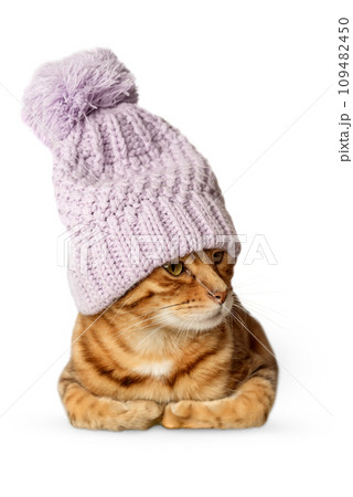 Portrait of a Bengal cat in a warm hat on a transparent background. Portrait of a Bengal cat in a warm hat on a transparent background. 109482450