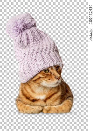 Portrait of a Bengal cat in a warm hat on a transparent background. Portrait of a Bengal cat in a warm hat on a transparent background. 109482450