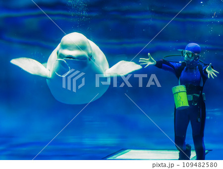 シロイルカ(しまね海洋館アクアス) シロイルカ(しまね海洋館アクアス) 109482580