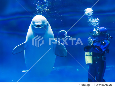 シロイルカ(しまね海洋館アクアス) シロイルカ(しまね海洋館アクアス) 109482630