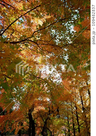 針木浄水場の紅葉 109482837