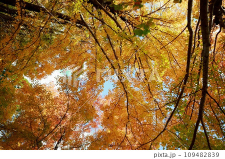 針木浄水場の紅葉 109482839