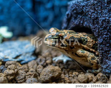 エジプトミドリヒキガエルのクローズアップ 109482920