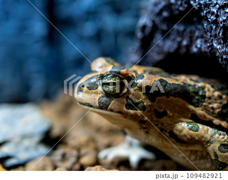 エジプトミドリヒキガエルのクローズアップ 109482921