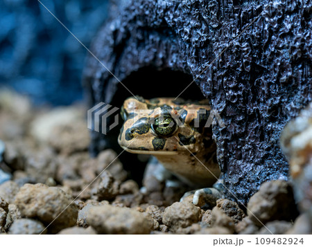 エジプトミドリヒキガエルのクローズアップ 109482924