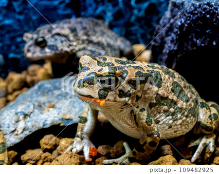 エジプトミドリヒキガエルのクローズアップ 109482925