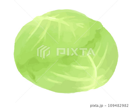 キャベツの手描き風イラスト キャベツの手描き風イラスト 109482982