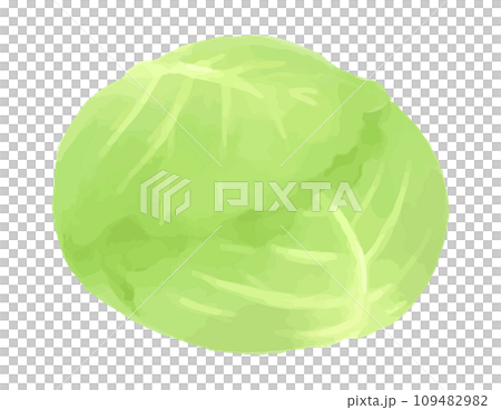 キャベツの手描き風イラスト キャベツの手描き風イラスト 109482982
