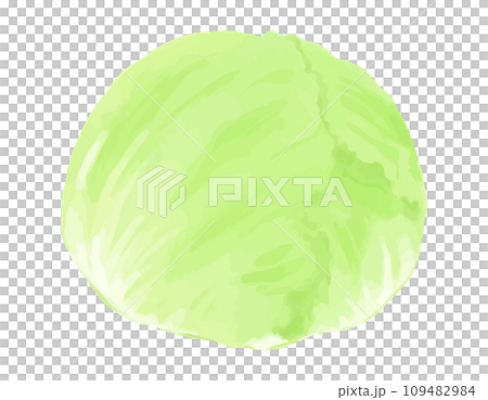 Hand-drawn style illustration of lettuce 109482984
