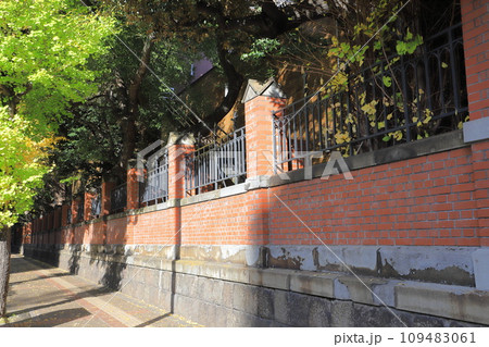 本郷通りのレンガ塀とイチョウ並木 109483061