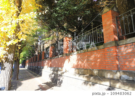 本郷通りのレンガ塀とイチョウ並木 109483062