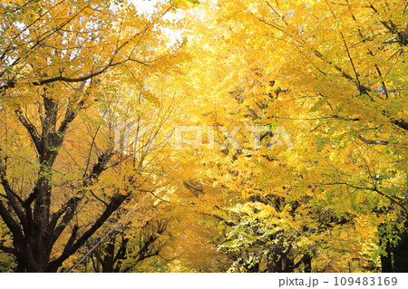 東京大学のイチョウ並木 東京大学のイチョウ並木 109483169